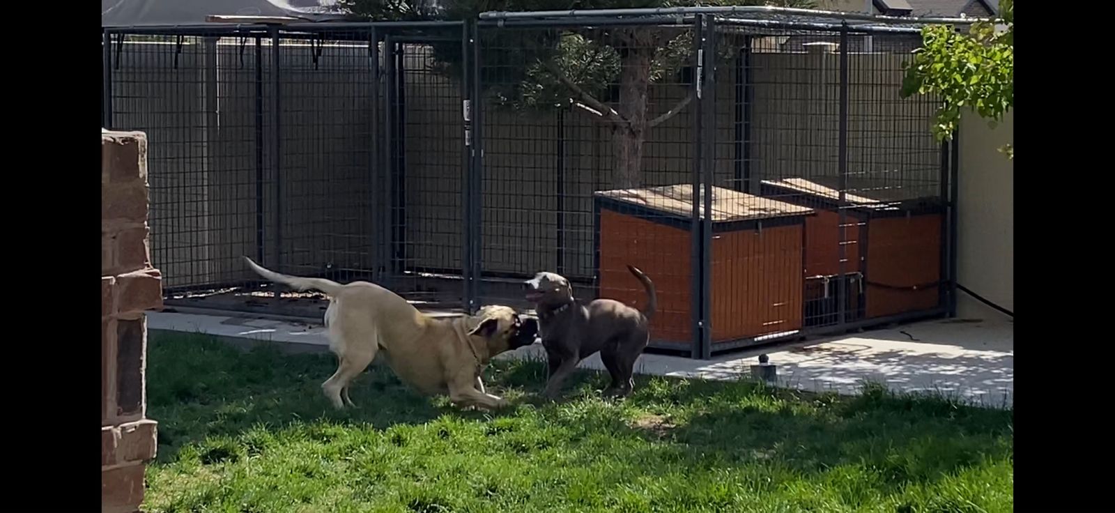 10x15x6 Wire Powdercoated Dog Kennel