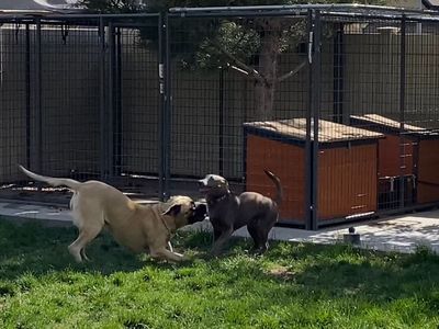 10x15x6 Wire Powdercoated Dog Kennel