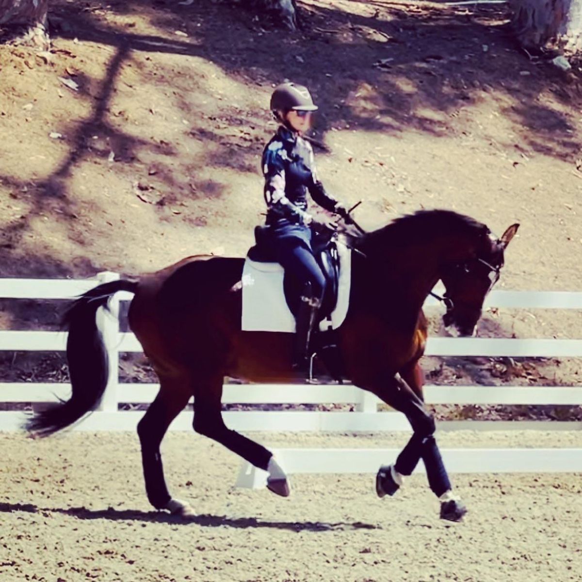 Horses for Sale & Lease