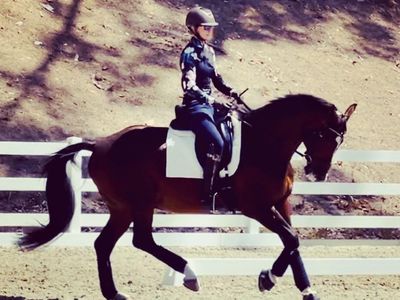 Horses for Sale & Lease