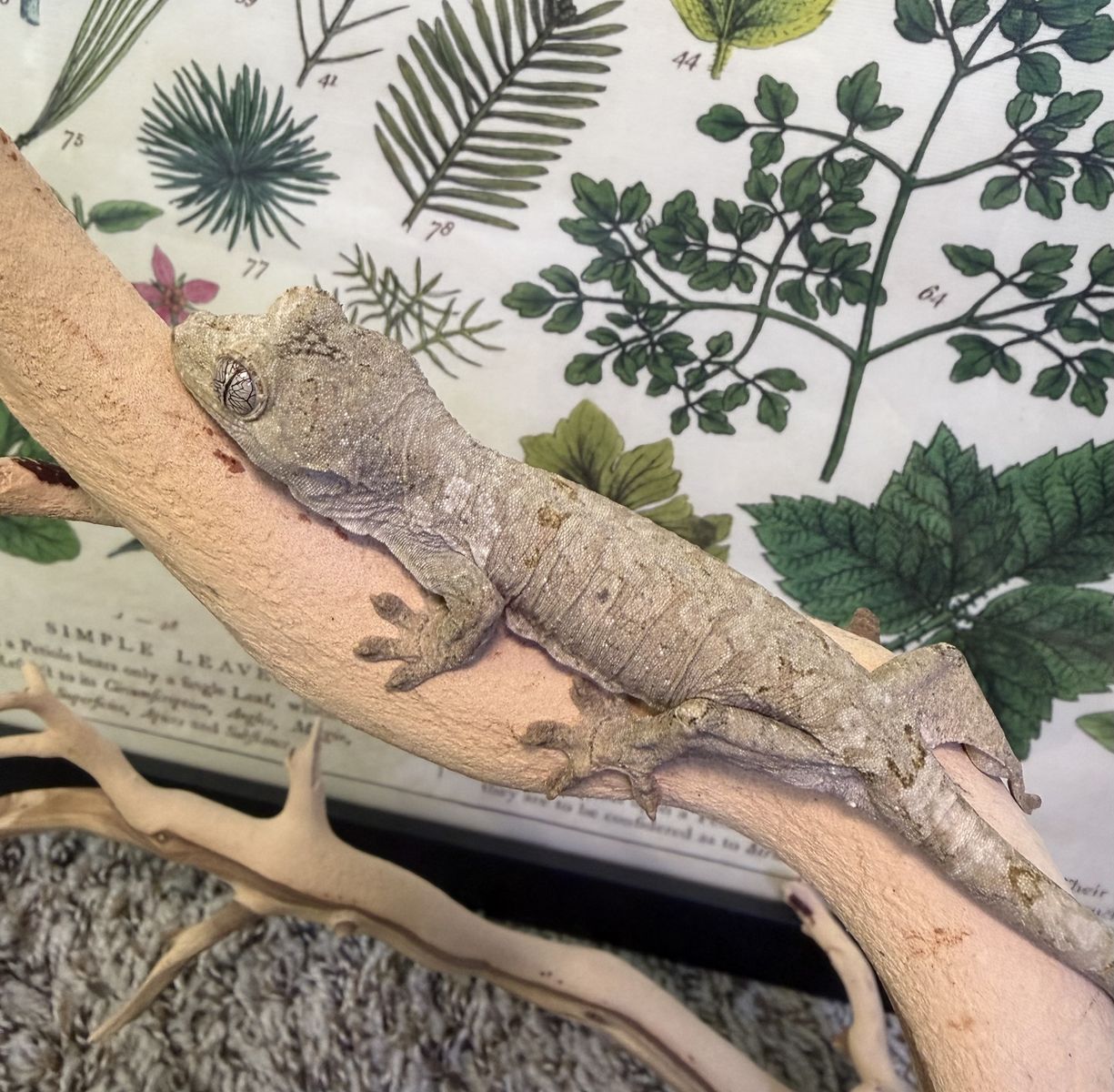 Chahoua Gecko - Pine island