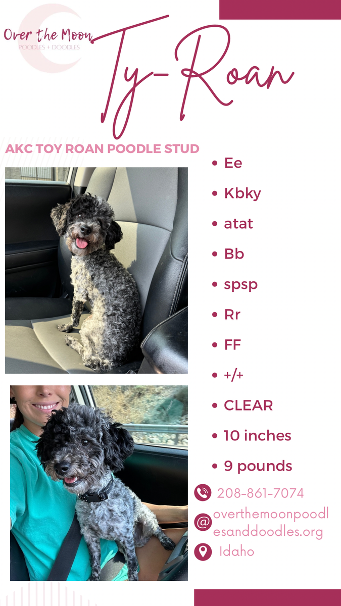 Ty-Roan the ROAN poodle stud!