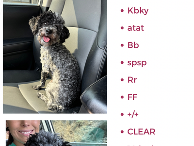 Ty-Roan the ROAN poodle stud!