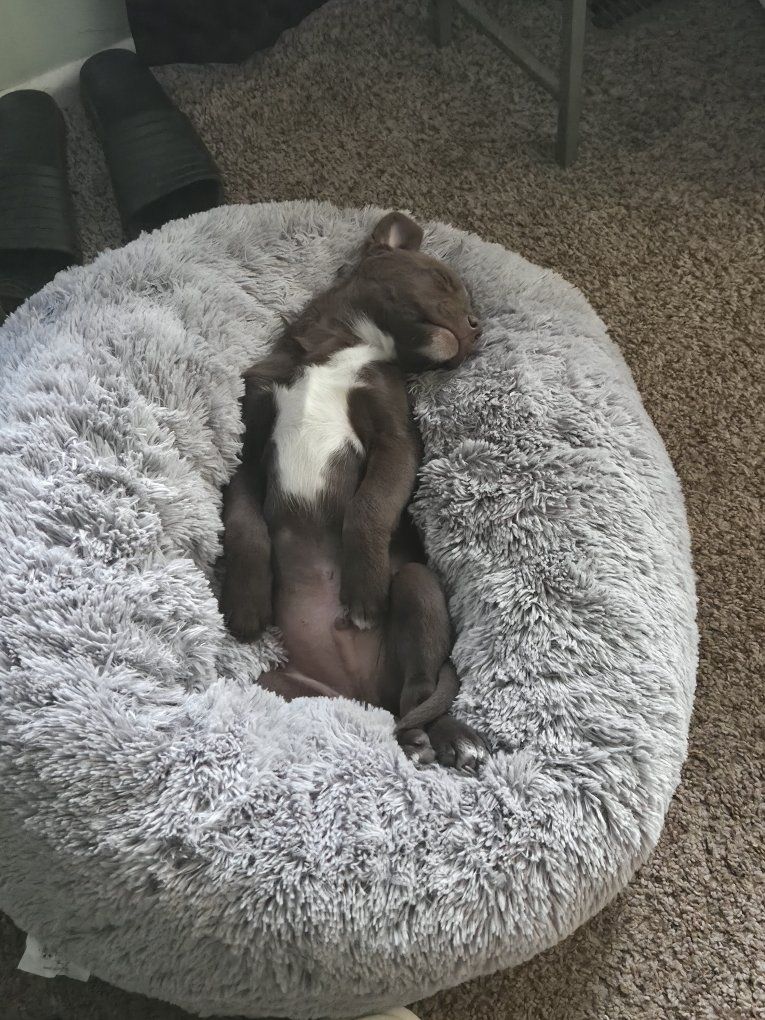 Puppies