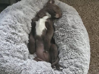 Puppies