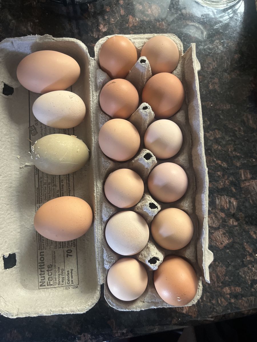 Fresh Eggs, $3.50