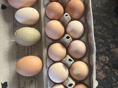 Fresh Eggs, $3.50