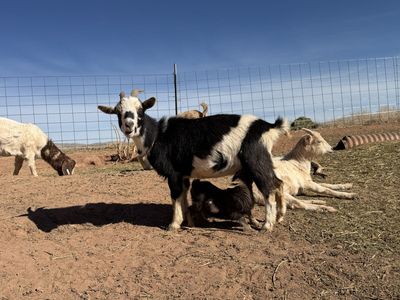 Nogerian Dwarf Nanny Goat with Doeling