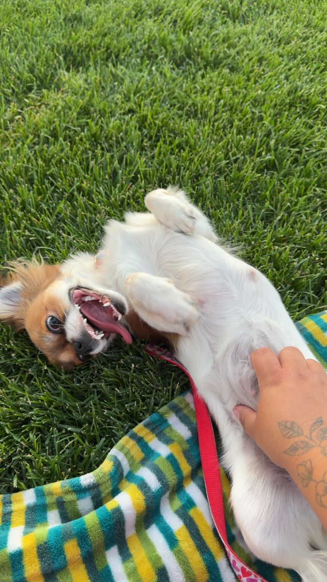 9 month old papillon
