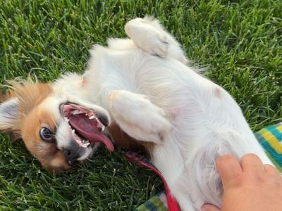9 month old papillon