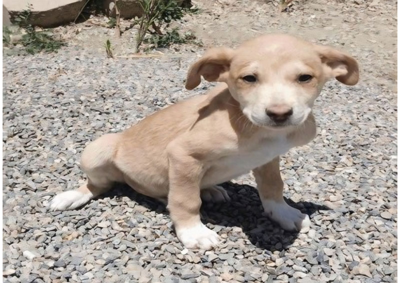 Altair, 3 month old hound, pointer mix