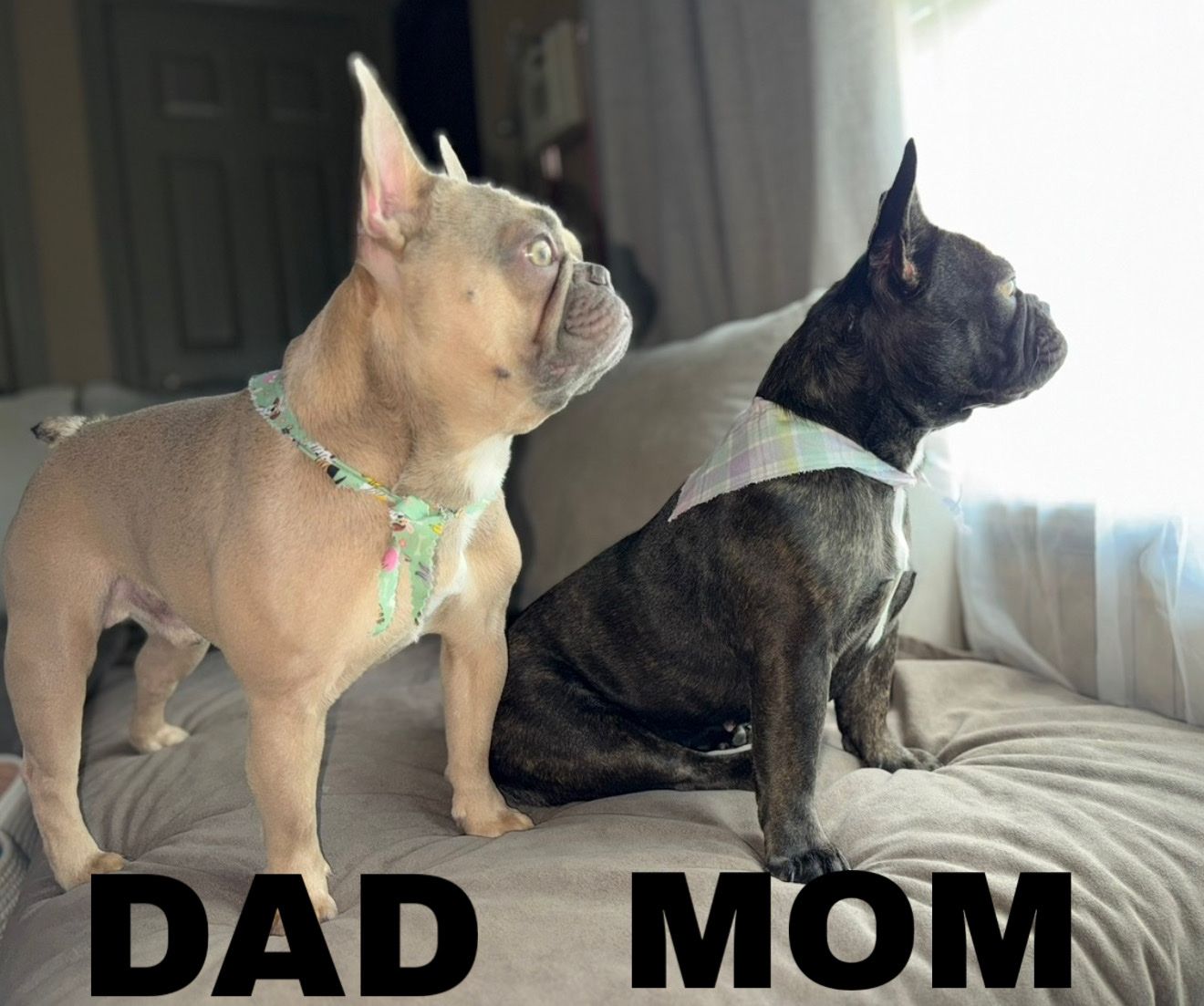 French Bulldog Puppies 