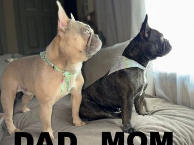 French Bulldog Puppies