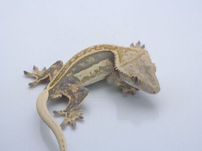 Subadult Crested Gecko