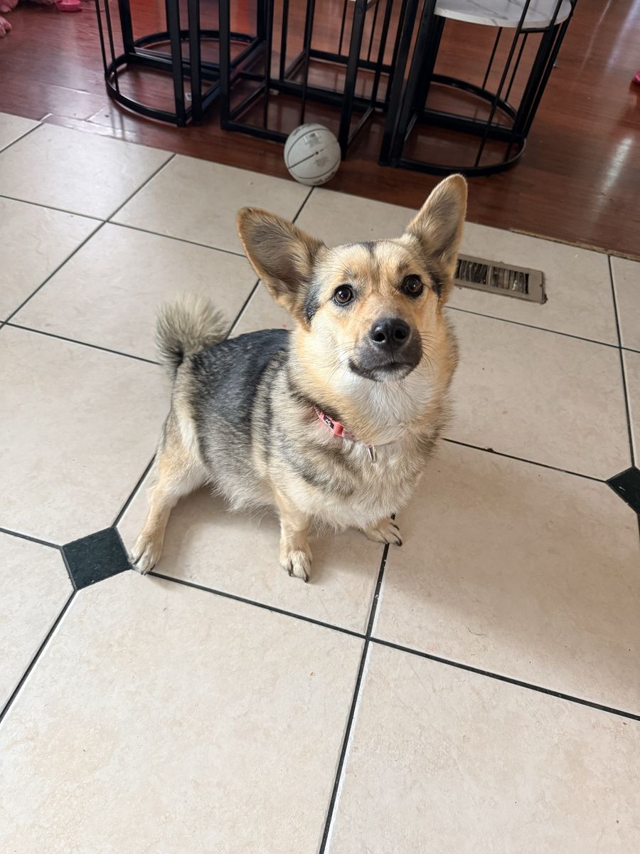 Dog