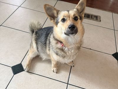 Dog