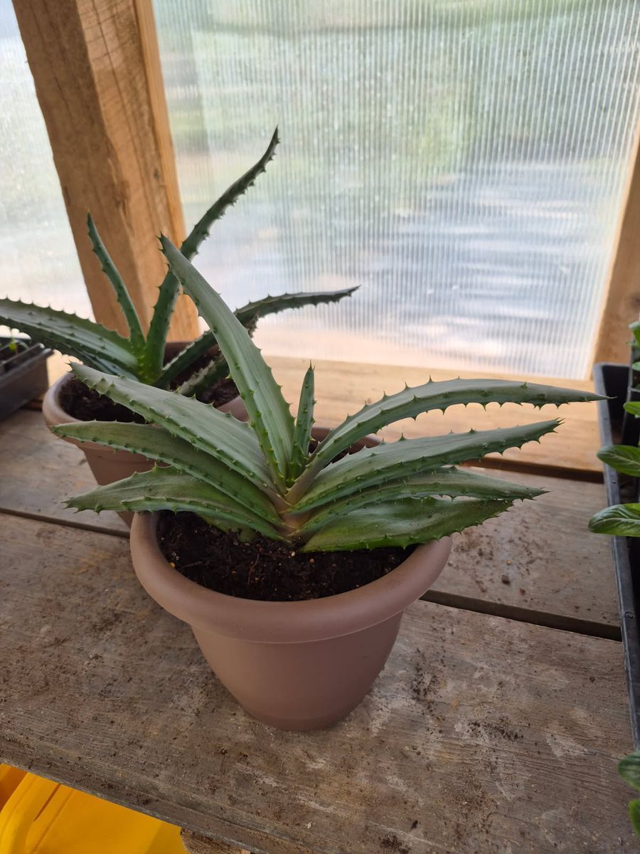 Mountain Aloe, Aloe marlothii plants