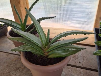 Mountain Aloe, Aloe marlothii plants