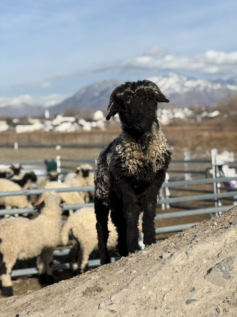 F4 93.75% Valais Blacknose Spitti Ram