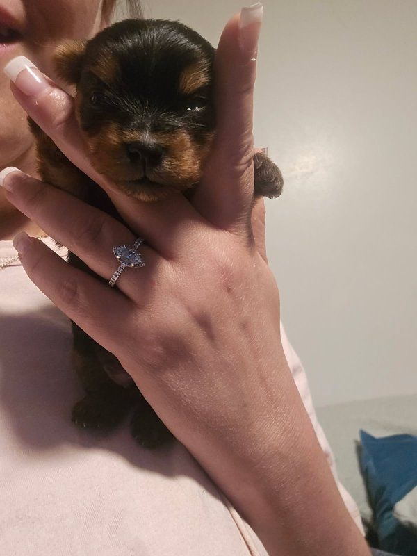 Teacup Yorkies