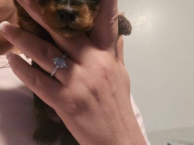 Teacup Yorkies