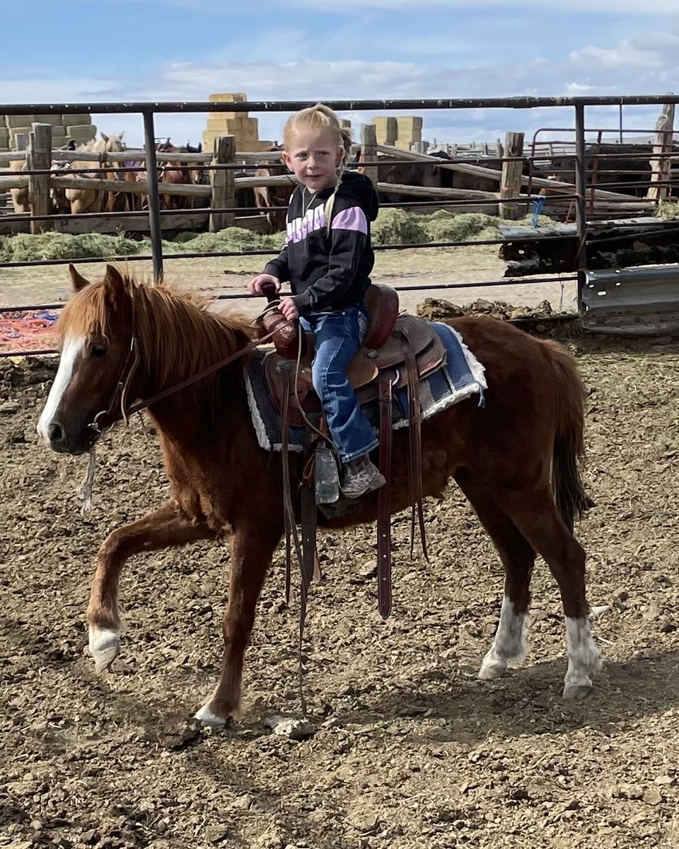 Friendly Pony - Perfect for Children, Well-Trained, Gentle Disposition
