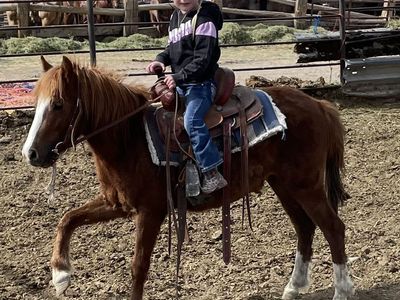 Friendly Pony - Perfect for Children, Well-Trained, Gentle Disposition
