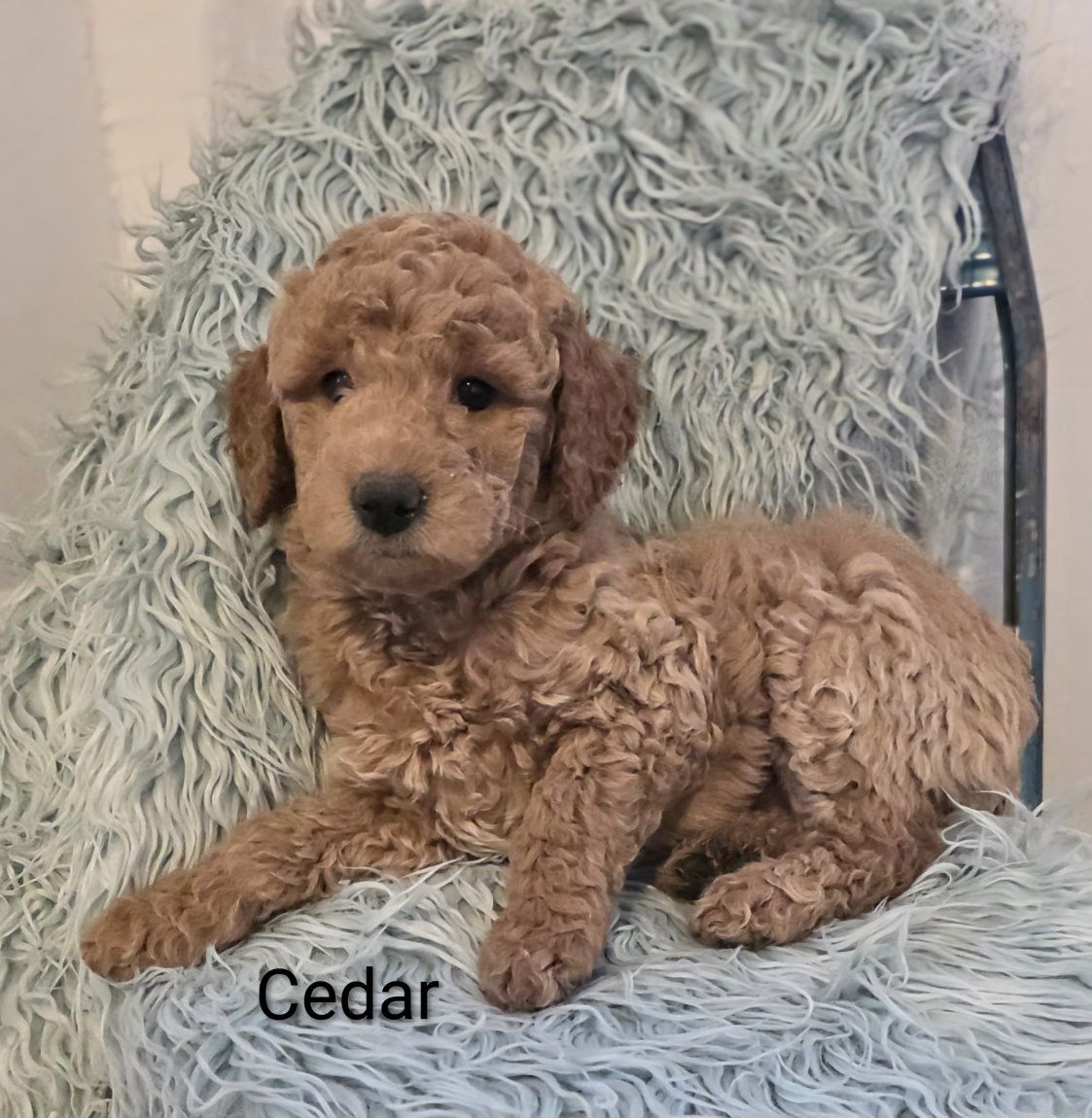 Mini Goldendoodle Males