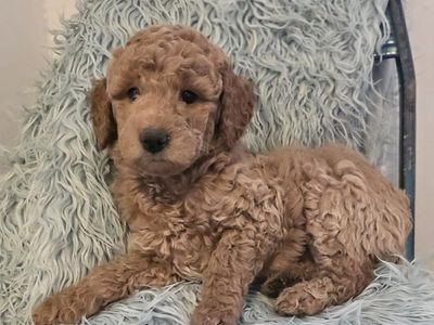 Mini Goldendoodle Males