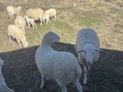 Royal White Ewe/weanlings Ewes