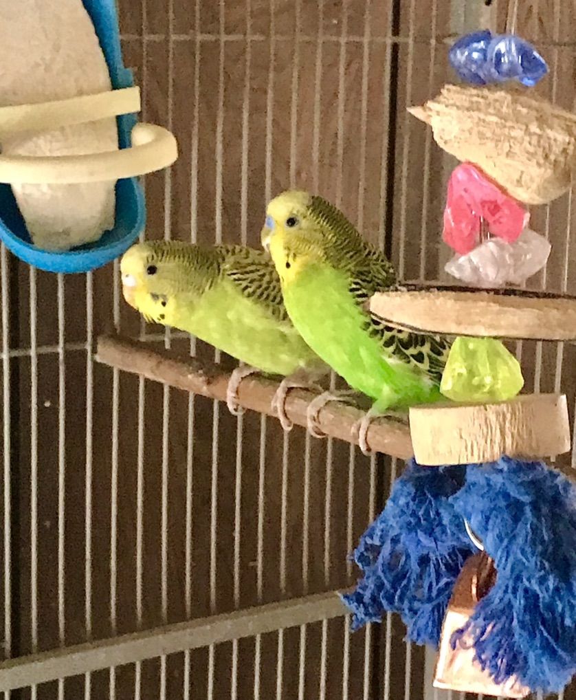 Parakeet