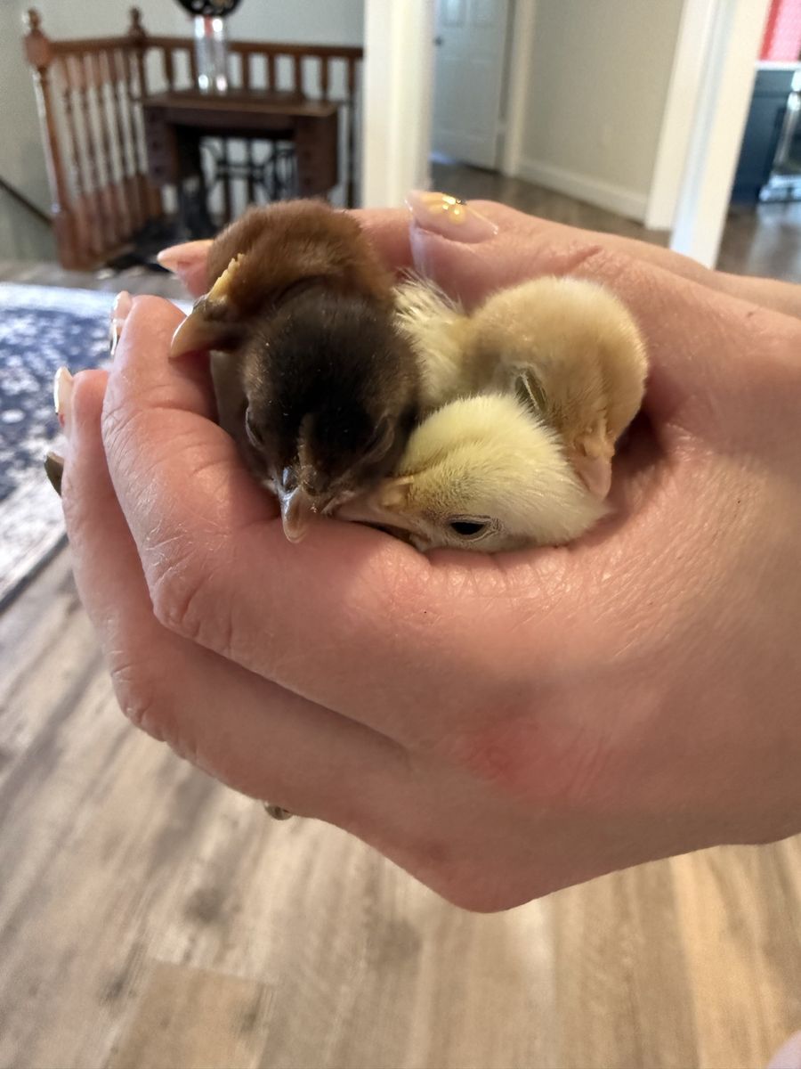 Fertile Serama/Kikiriki Hatching Eggs
