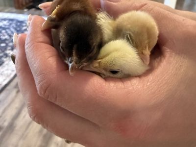 Fertile Serama/Kikiriki Hatching Eggs