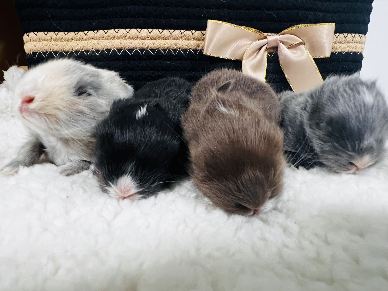 Reserve your purebred English Angora baby now!!