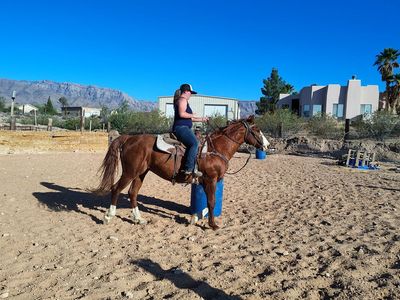 All Around gelding
