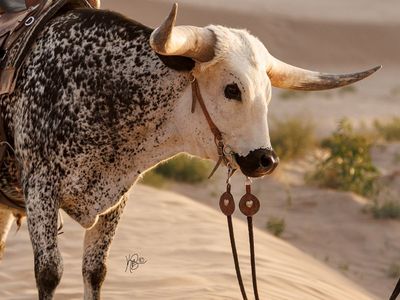 Spotted Longhorn Steer up for consideration.