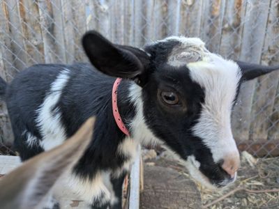 Bottle baby goat girl
