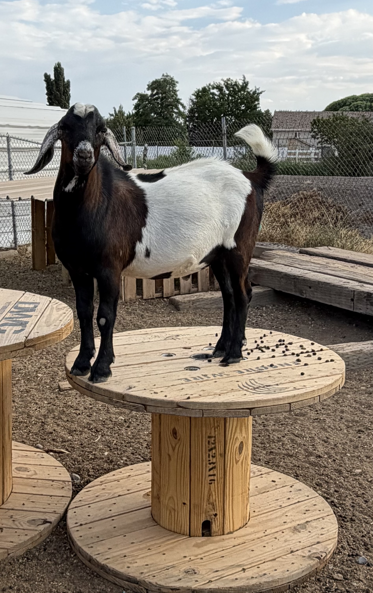 Mini Nubian Buck