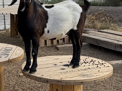 Mini Nubian Buck