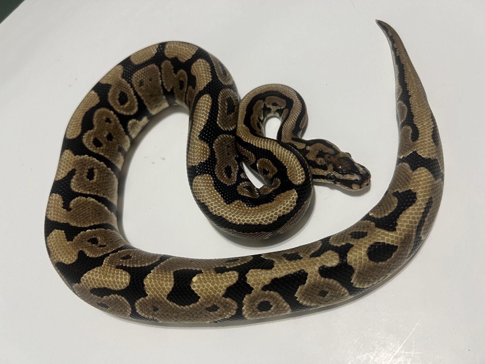 Ball Python Snake Pet #26