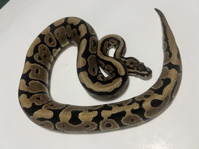 Ball Python Snake Pet #26