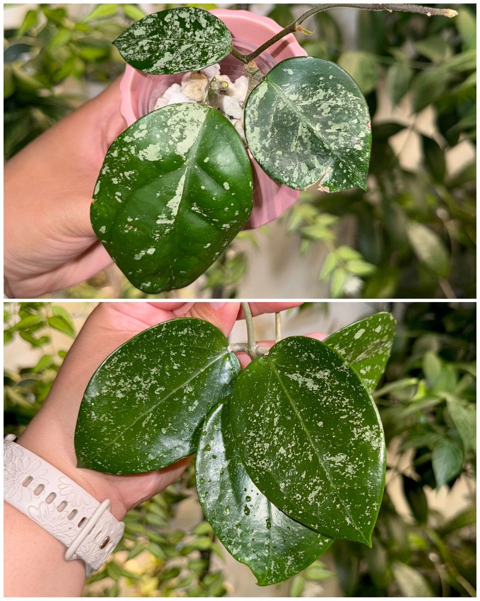 Hoya Bundle - 2 Plants