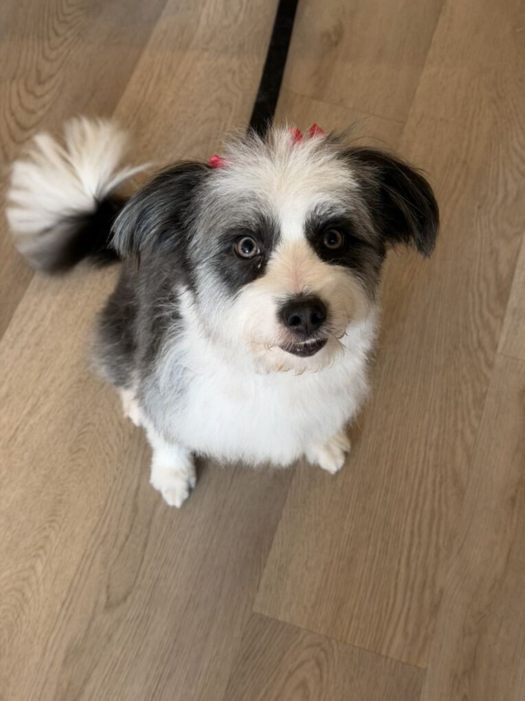 Rehoming Aussie Doodle & Aussie