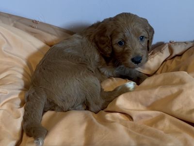 GORGEOUS Male F2B Mini Goldendoodle Puppy!