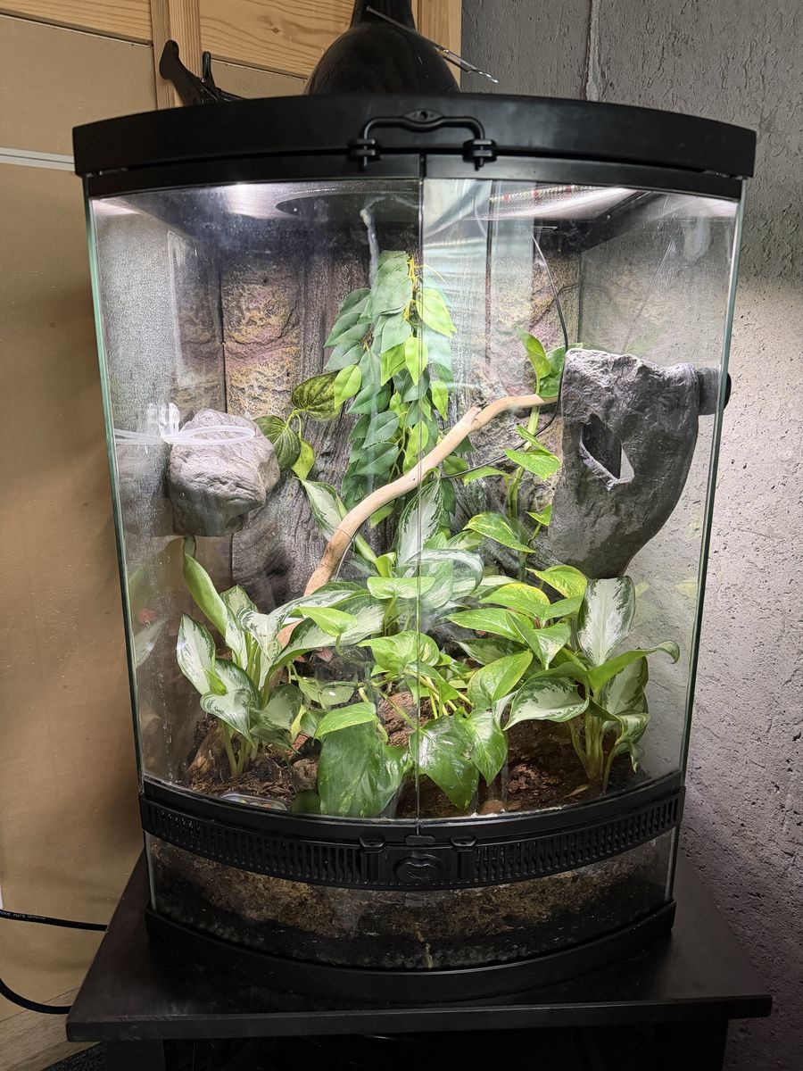 Male Crested Gecko And His Enclosure