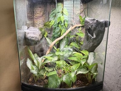 Male Crested Gecko And His Enclosure
