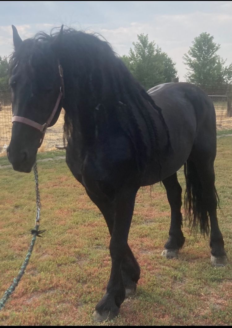 Friesian PureBred
