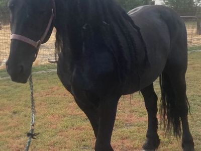 Friesian PureBred
