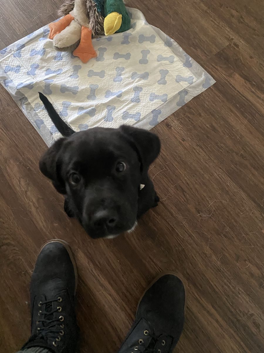 Black lab mix