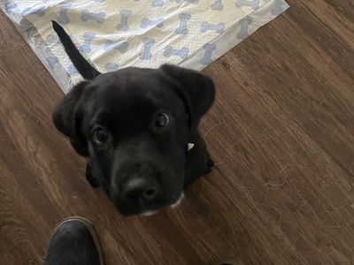 Black lab mix